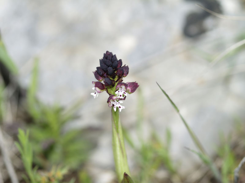 Orchis ustulata